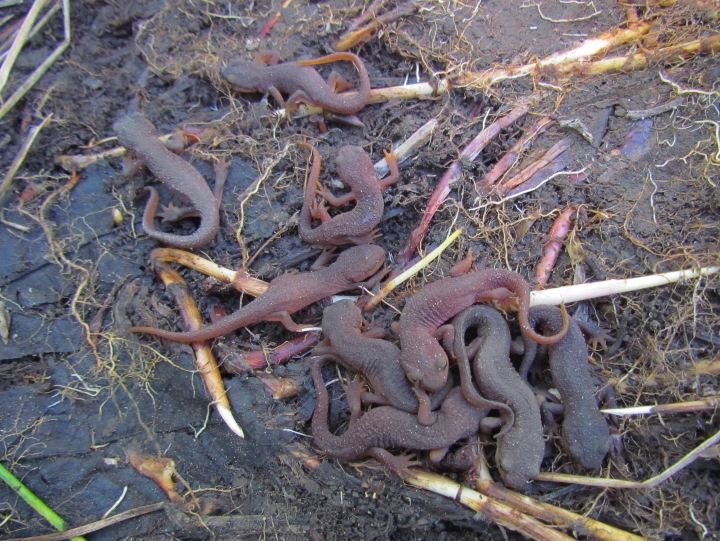 California Newts